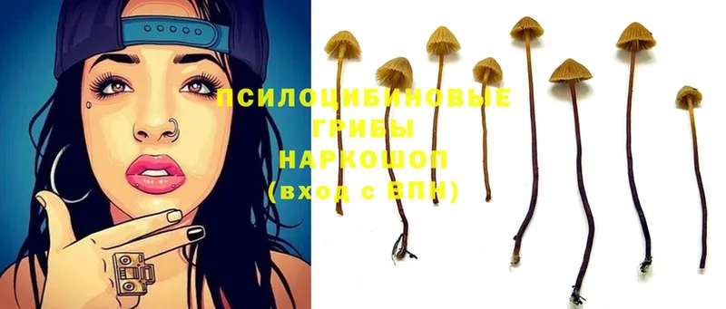 Псилоцибиновые грибы Psilocybe  где купить наркотик  Ставрополь 